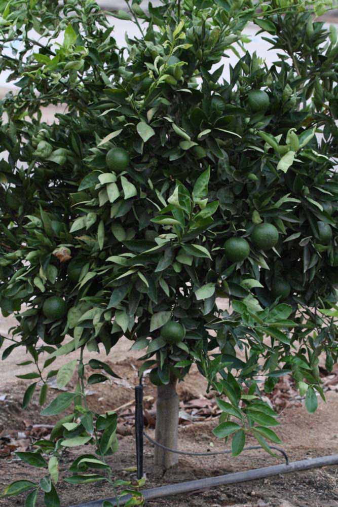            Habit (Riverside, CA)   